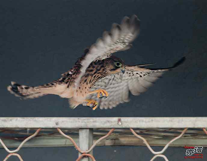 我要飞，我要飞！