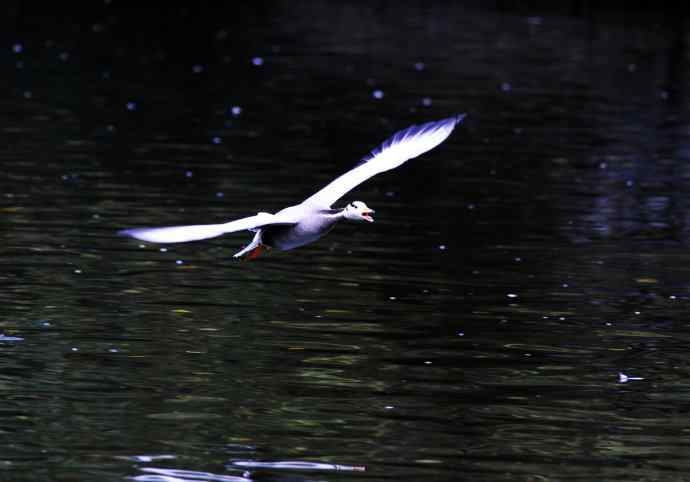 斑头雁（抓拍）6