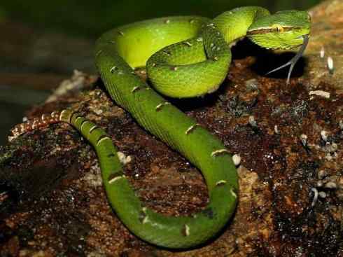 龙：传说的兽原型探秘（蝮蛇类）