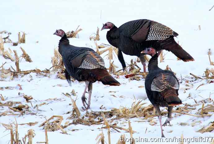 雪地路火鸡