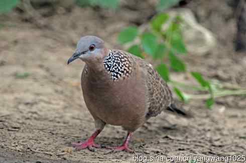 珠颈斑鸠