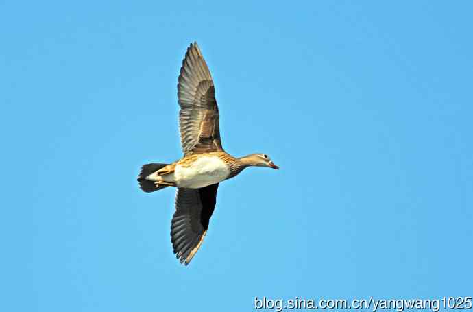 鸳鸯（库存片）