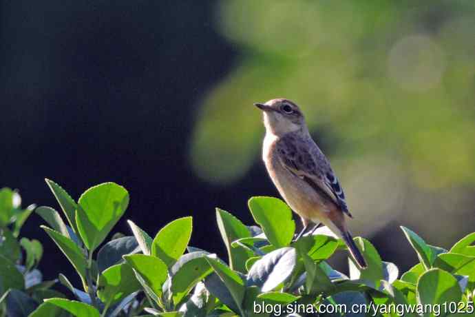 黑喉石鵖鸟（1）