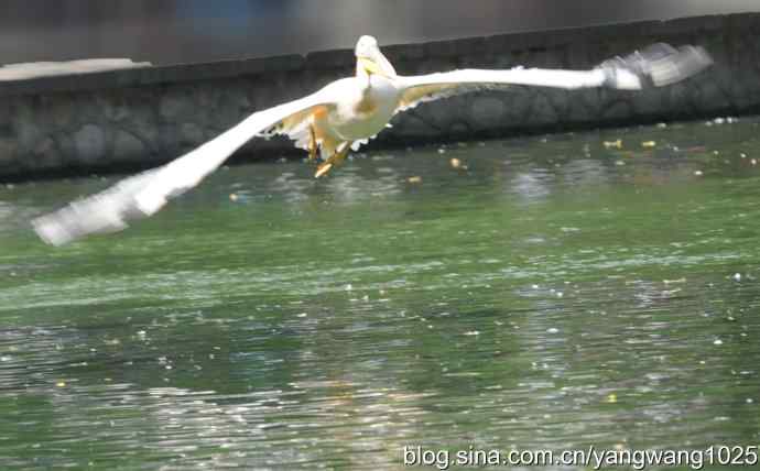 鹈鹕(抓拍) 鹈鹕(抓拍)