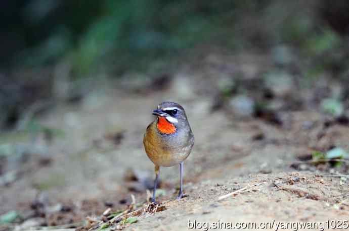 红喉歌鸲（13）