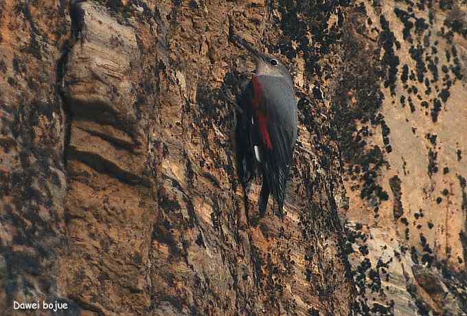 翩然红翅和十渡的那些鸟