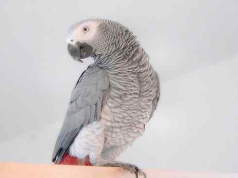 鸟类之最：灰鹦鹉