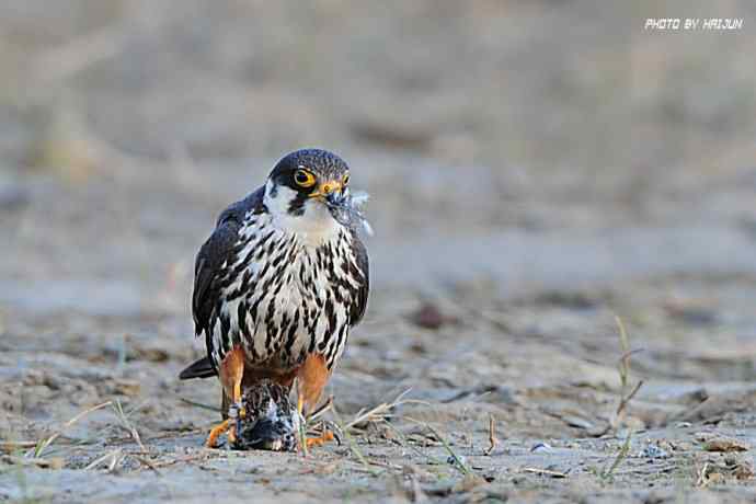 秋实（鹤鹬 wbr遗鸥 wbr扇尾沙锥 wbr金斑鸻）