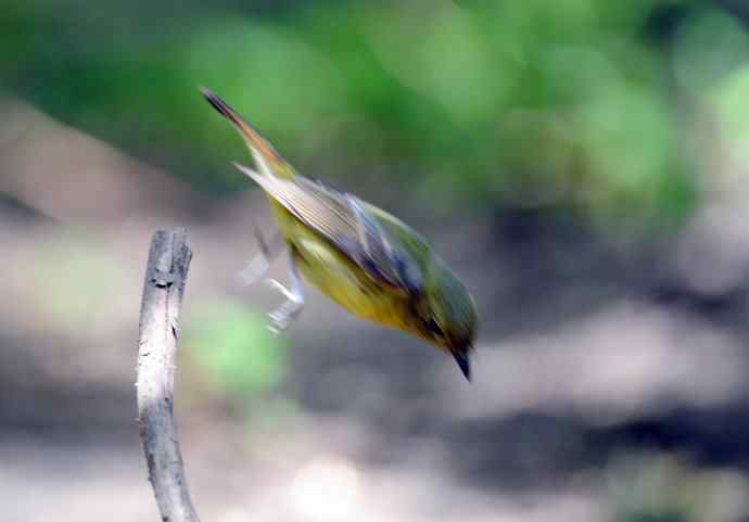 雌性绿背姬鶲(2) 雌性绿背姬鶲(2)