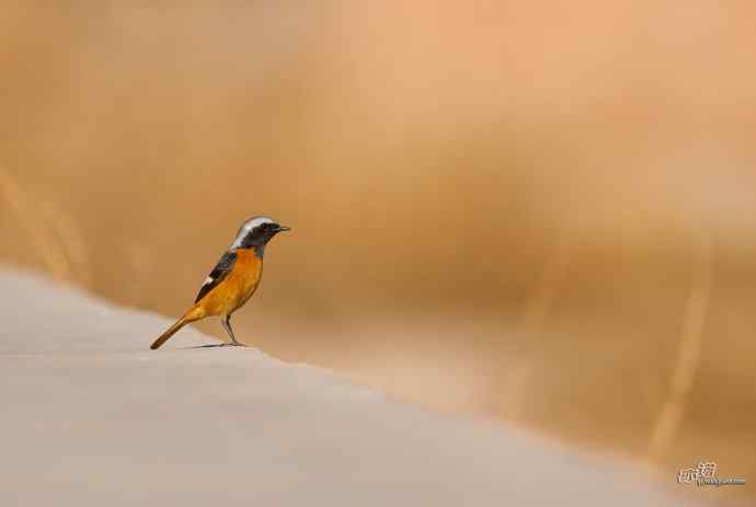 小鸟北红尾鸲&nbsp;wbr♂