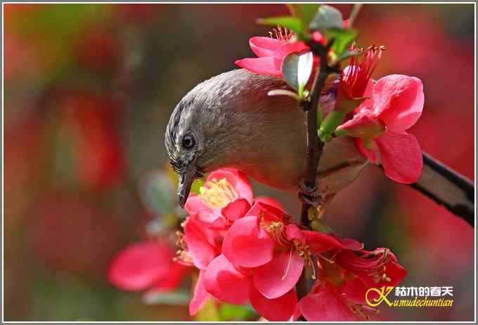 海棠花间的鈥溊冻嵯ｐ题潯菊掌