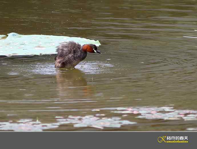 夏日•悠闲“小PT”