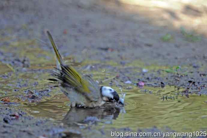 白头鹎（随拍）2