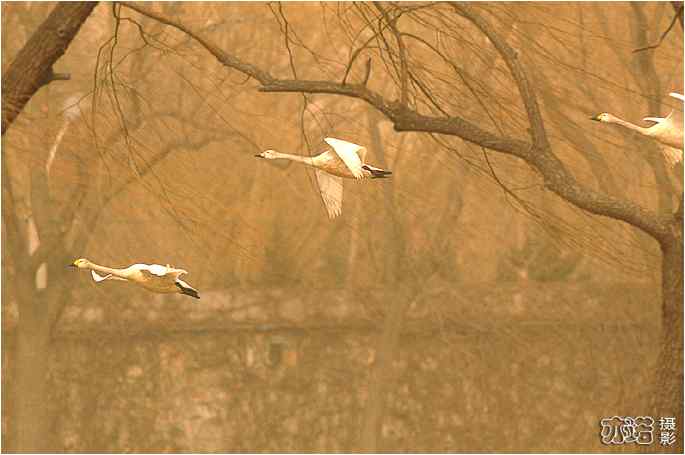  点击图片或使用键盘← →翻页
