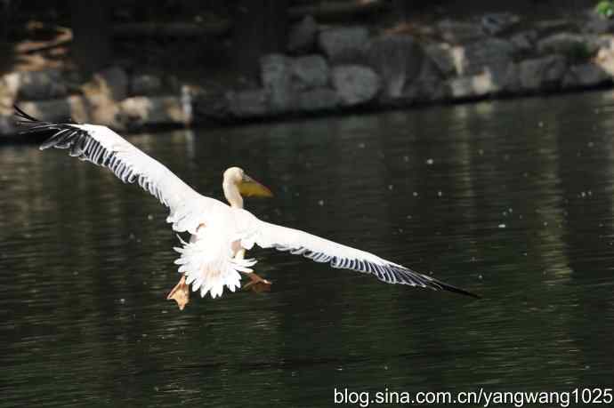 夜鹭与鹈鹕（抓拍）