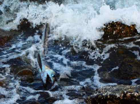 鱼类活化石：帆蜥鱼