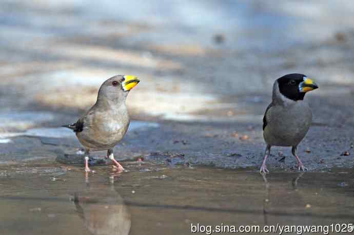饮水的黑尾蜡嘴雀（3）