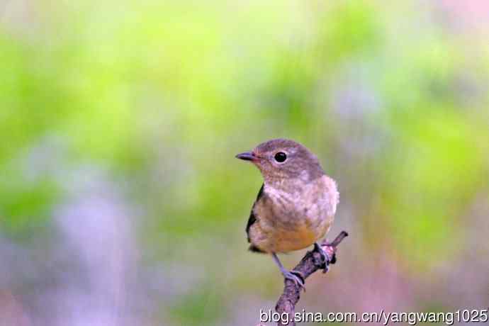 雌性白眉姬鹟（17）