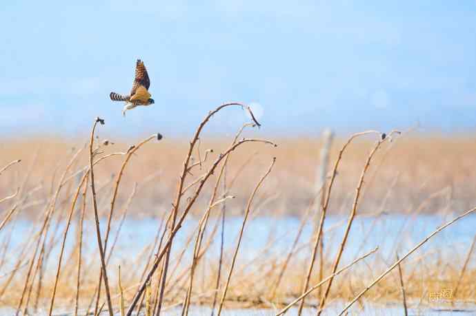 【野鸭湖的鸟】灰背隼