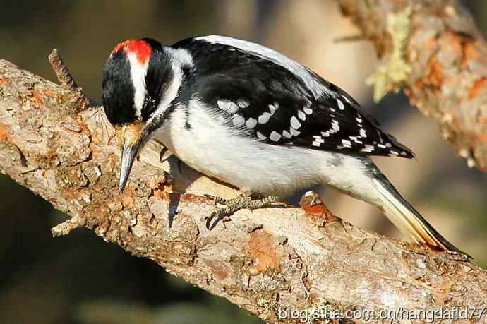 毛发啄木鸟（4）