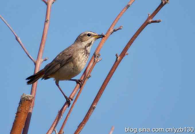 精神抖擞蓝点颏（组图，10张图片）