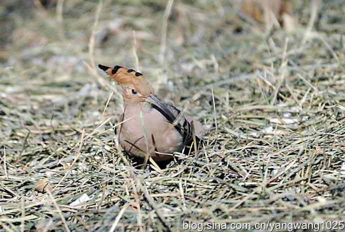 天坛公园又遇戴胜(觅食) 天坛公园又遇戴胜(觅食)