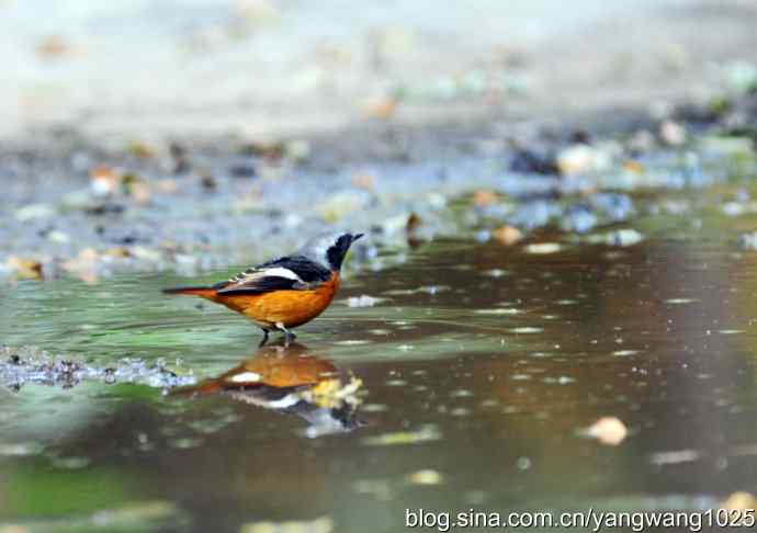 雄性北红尾鸲（1）