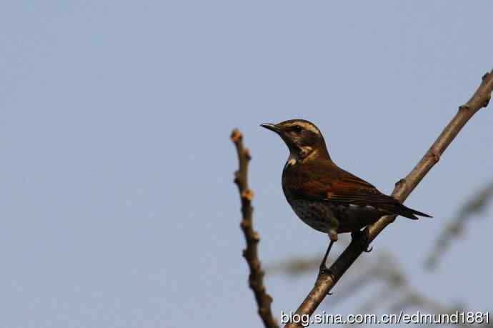 初哥守株待兔之收获