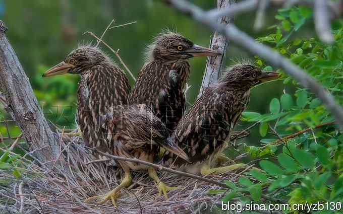 聆听超萌鈥溞∫光澢ㄗ橥迹24张图片）