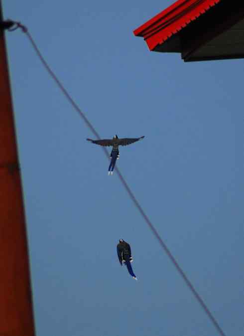 红嘴蓝鹊(组图,9张图片) 红嘴蓝鹊(组图,9张图片)