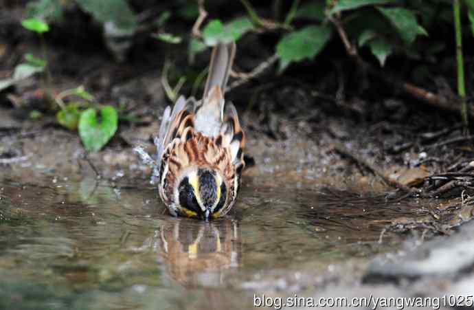 雄性黄喉鹀（5）