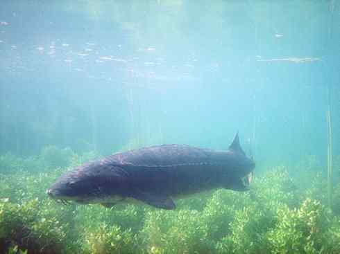 鱼类活化石：中华鲟