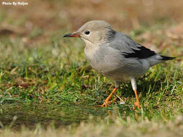 天坛公园的丝光椋鸟 天坛公园的丝光椋鸟