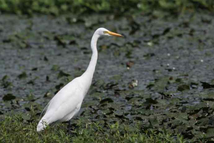 摄鸟拾趣（二十） wbr白鹭（一）
