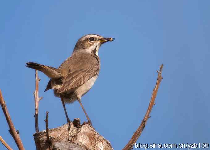 精神抖擞蓝点颏（组图，10张图片）