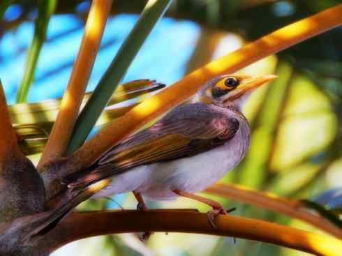 雀鸟也彪悍：鸟中恶霸（黑头矿鸟）