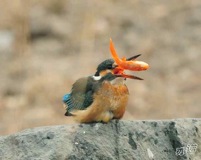 圆明园&nbsp;wbr路&nbsp;wbr小翠吃红鱼