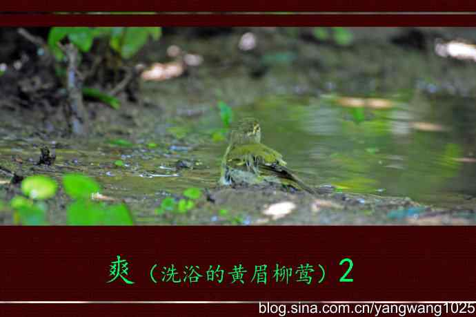 爽（洗浴的黄眉柳莺）2