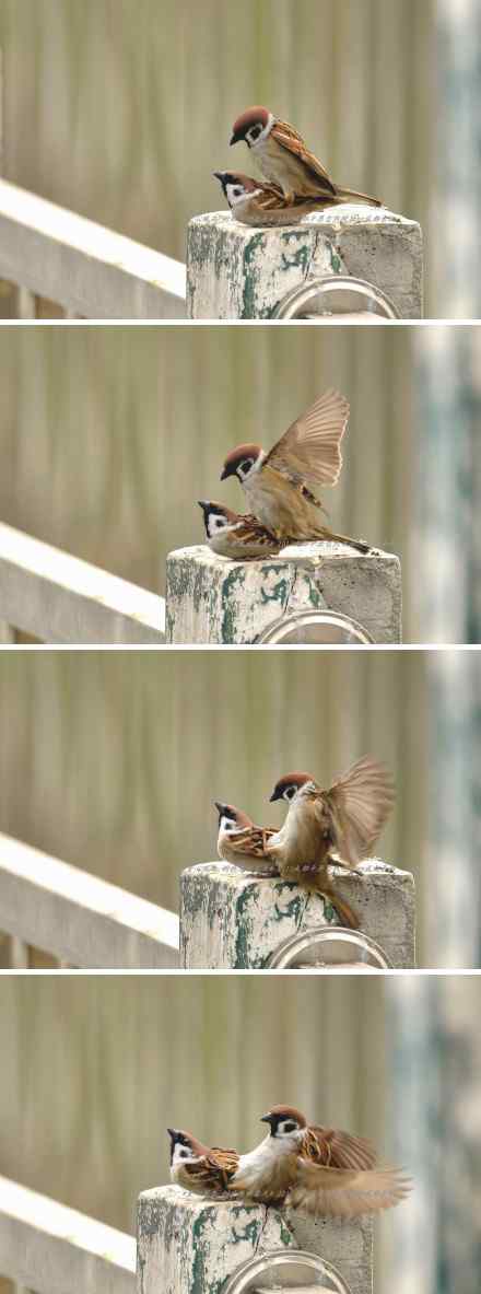 春天真的来了，麻雀交配过程