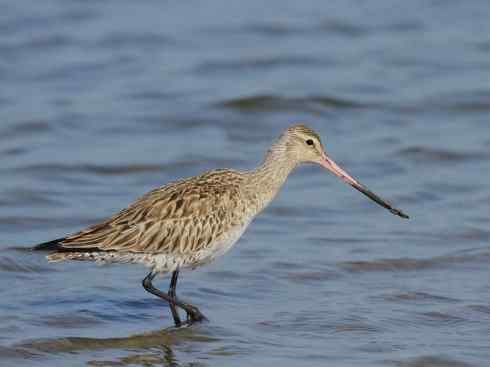 鸟类之最：斑尾滕鹬