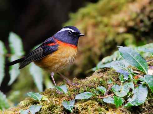 美丽无罪：雀鸟之林鸲