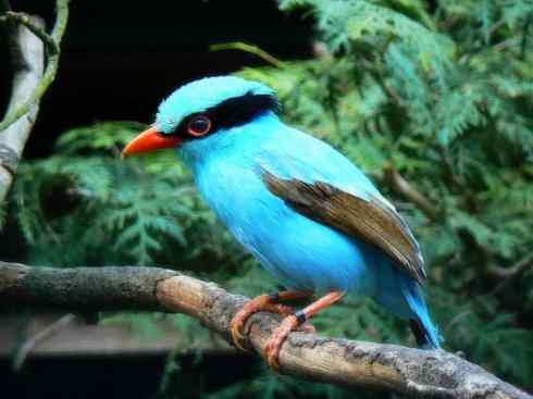 美丽无罪：雀鸟之绿鹊