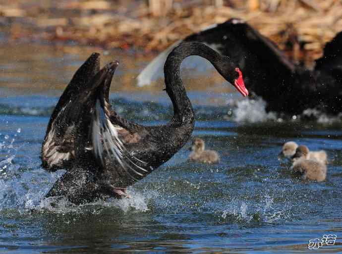 大年初四  天鹅戏水