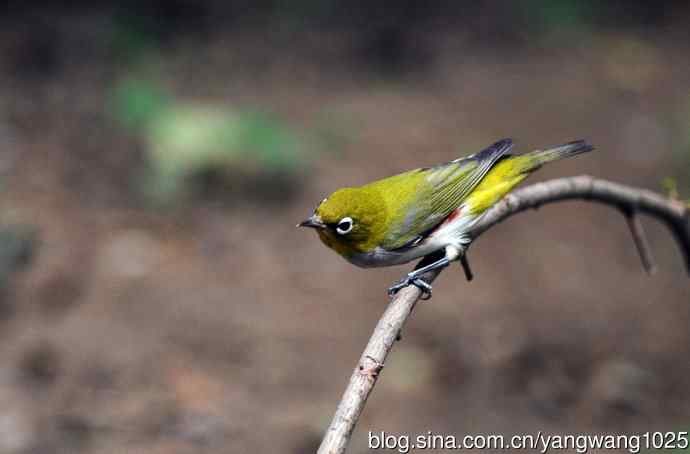 红胁绣眼鸟（4）