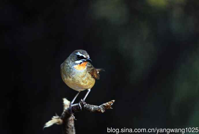 红喉歌鸲（15）