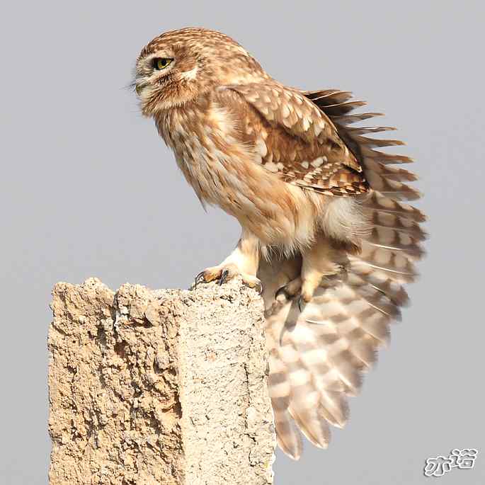 官厅水库&nbsp;wbr路&nbsp;wbr练桩的纵纹腹小鸮