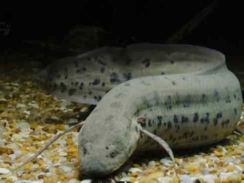 鱼类活化石：非洲肺鱼