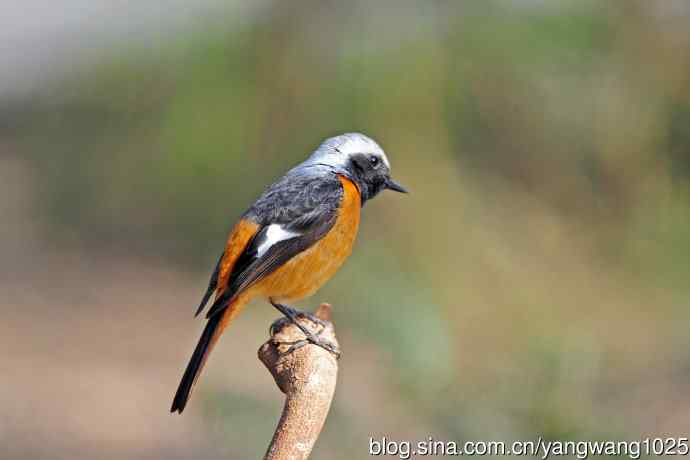 雄性北红尾鸲（30）