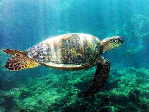 自然奇观：动物大迁徙(海龟类)