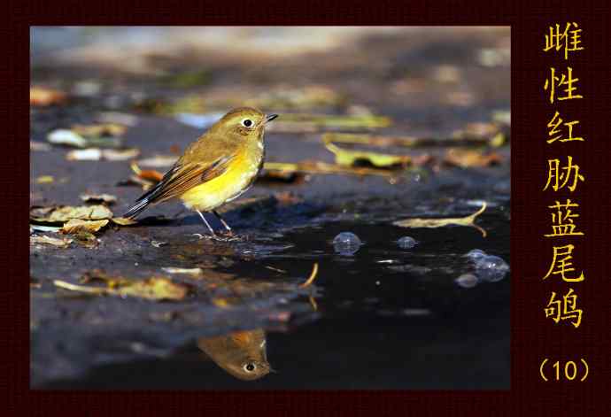雌性红胁蓝尾鸲（10）